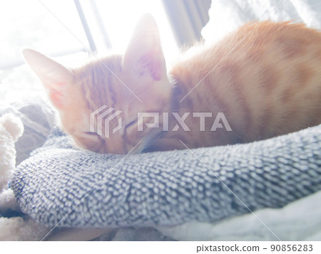 kitten 90856283