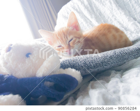 kitten 90856284