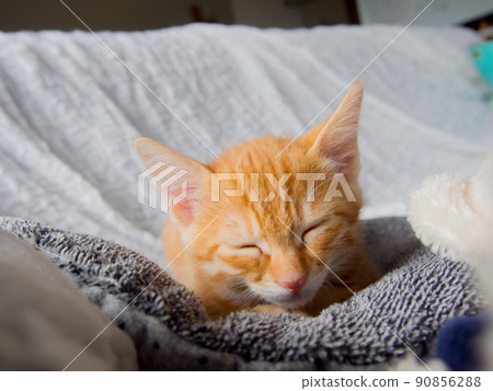 kitten 90856288