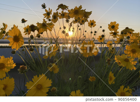 漢江河畔金錦雞花和日出 90856400