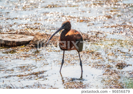 The glossy ibis, latin name Plegadis falcinellus, searching for food in the shallow lagoon. 90856879