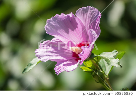 Pink flowers of Hibiscus moscheutos plant close-up. Hibiscus moscheutos, swamp hibiscus, 90856880
