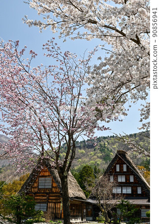 Spring scenery of Shirakawa-go in full bloom Spring scenery of Shirakawa-go in full bloom 90856941