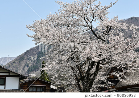 白川鄉春天的風景 白川鄉春天的風景 90856958
