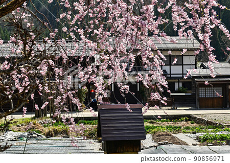 白川鄉春天的風景 90856971