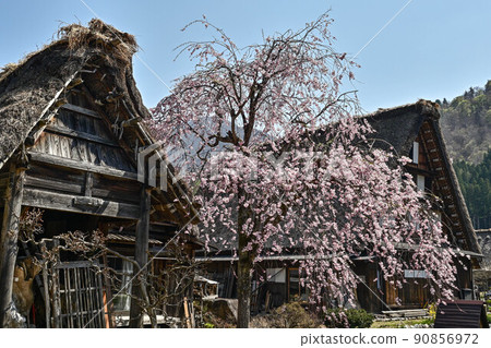 白川鄉春天的風景 90856972