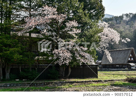 Spring scenery of Shirakawa-go in full bloom Spring scenery of Shirakawa-go in full bloom 90857012