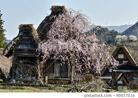 白川鄉春天的風景 白川鄉春天的風景 90857016