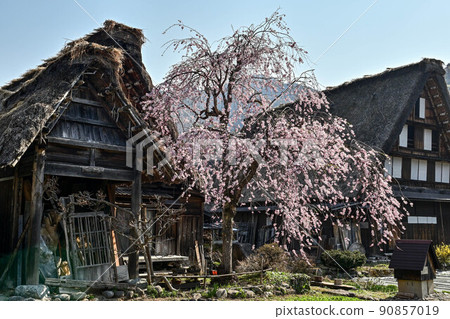 白川鄉春天的風景 白川鄉春天的風景 90857019