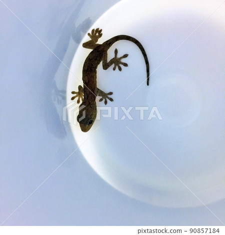 Geckos in a box, geckos in a white case, daytime geckos, gentle geckos Geckos in a box, geckos in a white case, daytime geckos, gentle geckos 90857184