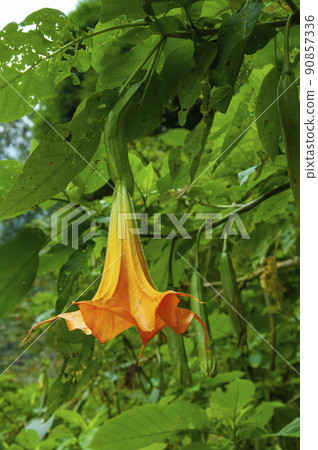  曼陀羅花，曼陀羅花，刺蘋果，曼陀羅花 90857336