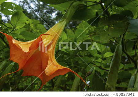  曼陀羅花，曼陀羅花，刺蘋果，曼陀羅花 90857341