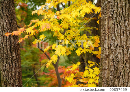 晚秋 90857469