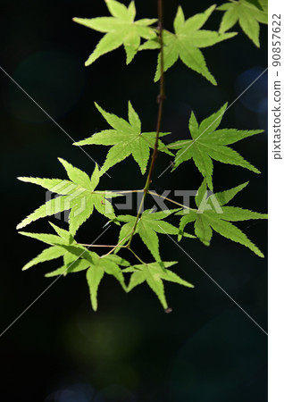Blue maple on a black background 90857622