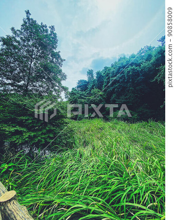 Various greens 90858009