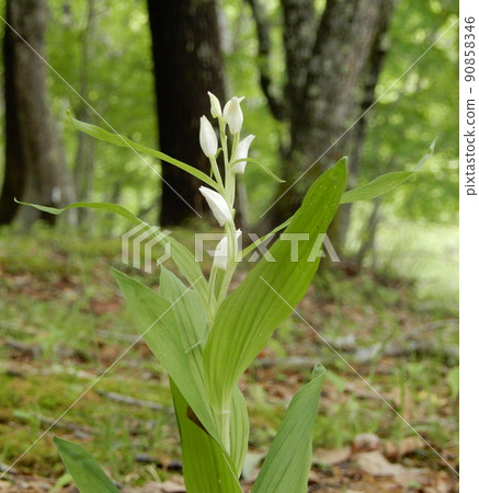 Ginran in Kannonnuma Forest Park, Shimogo Town, Fukushima Prefecture 90858346