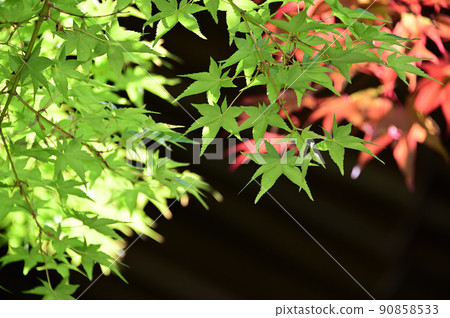 已經開始用藍色楓樹著色的楓樹 90858533