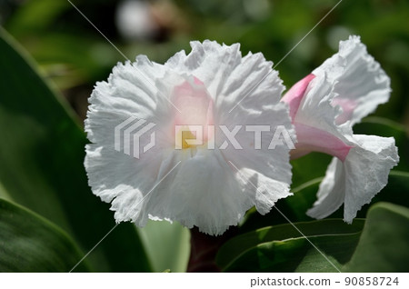 Crepe ginger flower 90858724