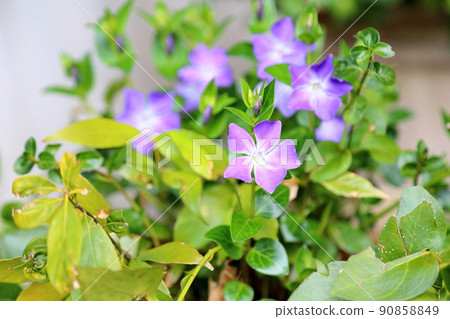 Flowers of Turnishitis 90858849