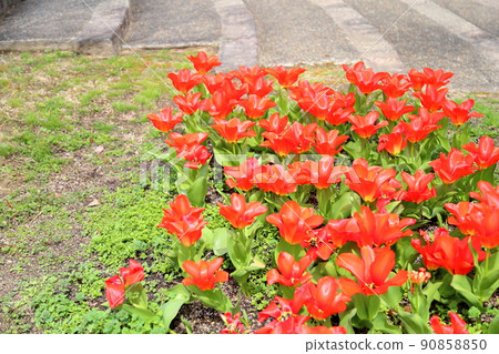 Tulip flower 90858850