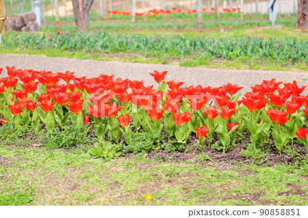 鬱金香花 90858851