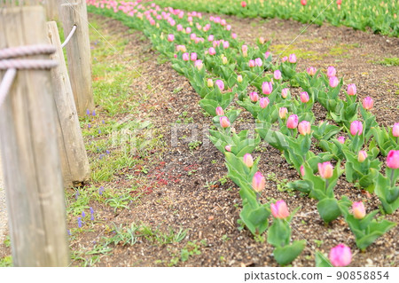 Tulip flower Tulip flower 90858854