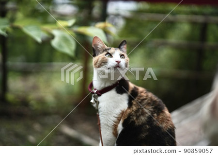[Onomichi City, Hiroshima Prefecture] Cat looking up at the sky-Beautiful cat in return 90859057