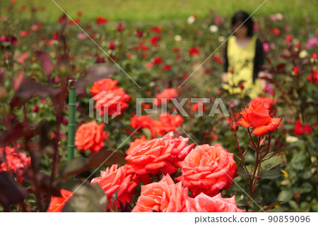 A field of orange roses and a woman standing in the distance A field of orange roses and a woman standing in the distance 90859096