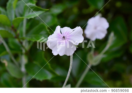 Rose campion 90859098