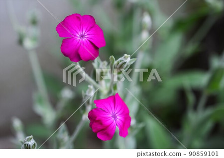 玫瑰野營 90859101