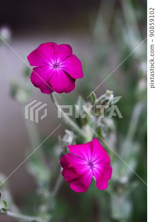 玫瑰野營 90859102