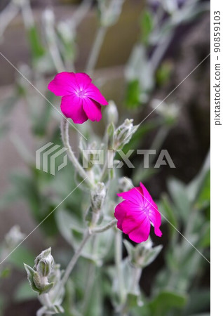 Rose campion Rose campion 90859103