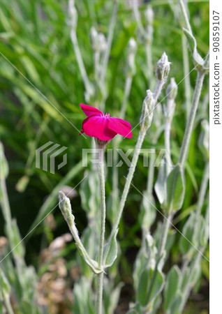 玫瑰野營 90859107