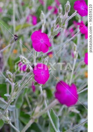 Rose campion 90859110