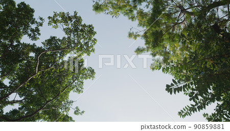 Low angle of view the tree 90859881