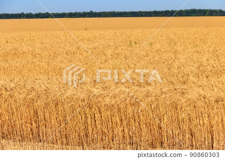 Field of ripe golden wheat 90860303