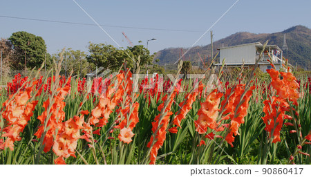 Red gladiolus flower farm with sunlight 90860417