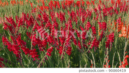 Colorful gladiolus flower farm with sunlight Colorful gladiolus flower farm with sunlight 90860419