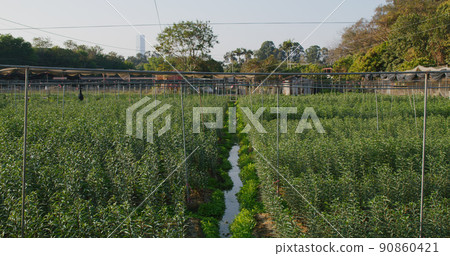 Lily farm without flower under sunlight in countryside Lily farm without flower under sunlight in countryside 90860421