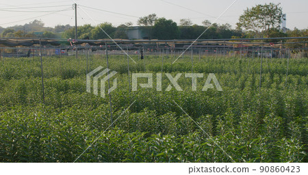Lily farm without flower under sunlight in countryside Lily farm without flower under sunlight in countryside 90860423