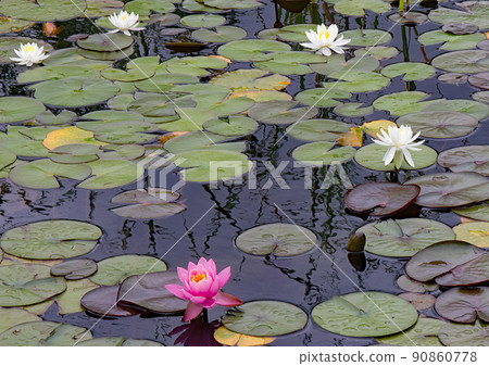 御泉公園初夏睡蓮 90860778