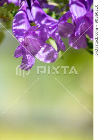 Cool jacaranda flowers Cool jacaranda flowers 90860810
