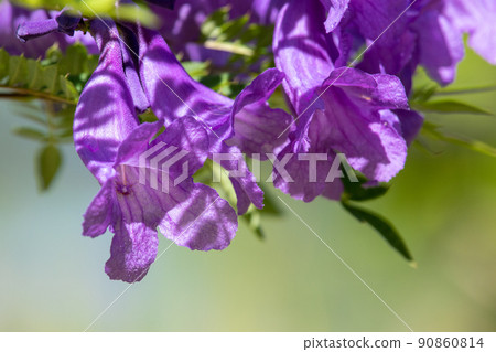 涼爽的藍花楹花 涼爽的藍花楹花 90860814