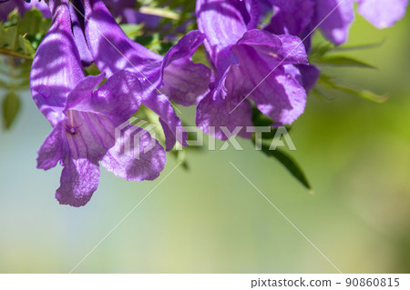 Cool jacaranda flowers Cool jacaranda flowers 90860815