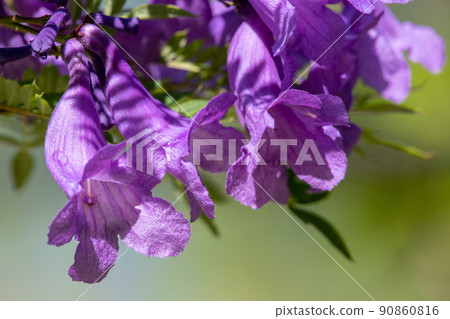 涼爽的藍花楹花 涼爽的藍花楹花 90860816