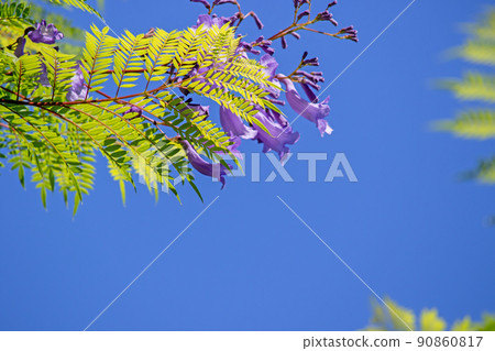 Cool jacaranda flowers 90860817