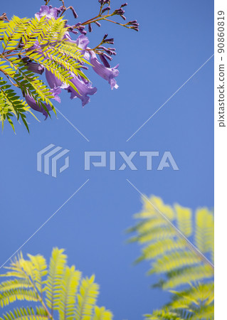 Cool jacaranda flowers 90860819