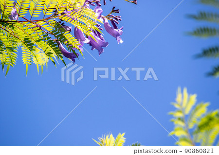 Cool jacaranda flowers Cool jacaranda flowers 90860821