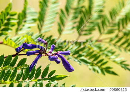 涼爽的藍花楹花 90860823