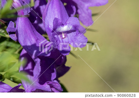 Cool jacaranda flowers Cool jacaranda flowers 90860828